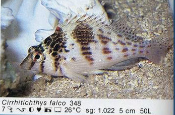 Cirrhitichthys falco